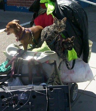 Homeless dog and cats in New York City.